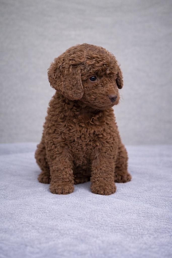 Schattige choco Maltipoo reutjes – klaar voor nieuw thuis, HCC (leverziekte), Overige rassen, 8 tot 15 weken, Meerdere