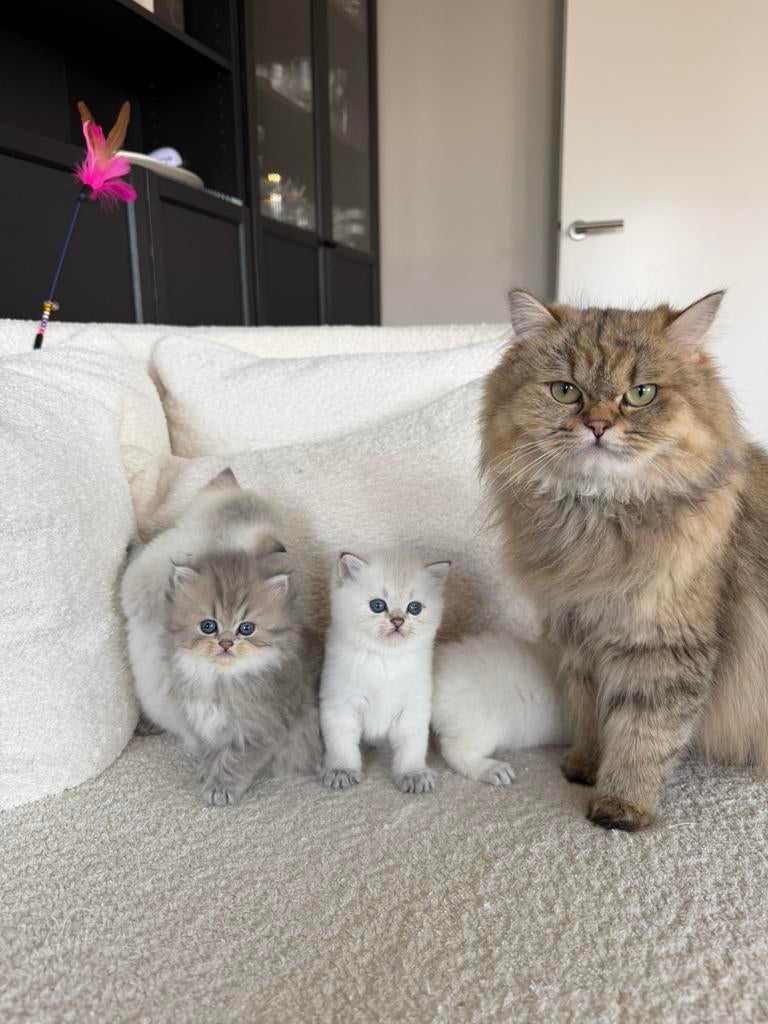 Britse korthaar kittens white golden shaded point/grey, Meerdere dieren, Ontwormd, 0 tot 2 jaar