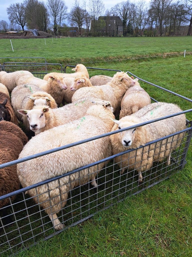 20 drachtige  ooien., Vrouwelijk, Schaap
