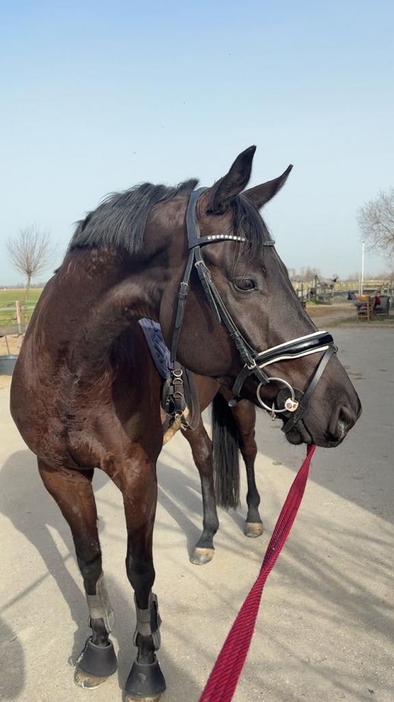 Lieve donnie een 5 jarige ruin, Dieren en Toebehoren, Paarden, Ruin, Dressuurpaard, 3 tot 6 jaar