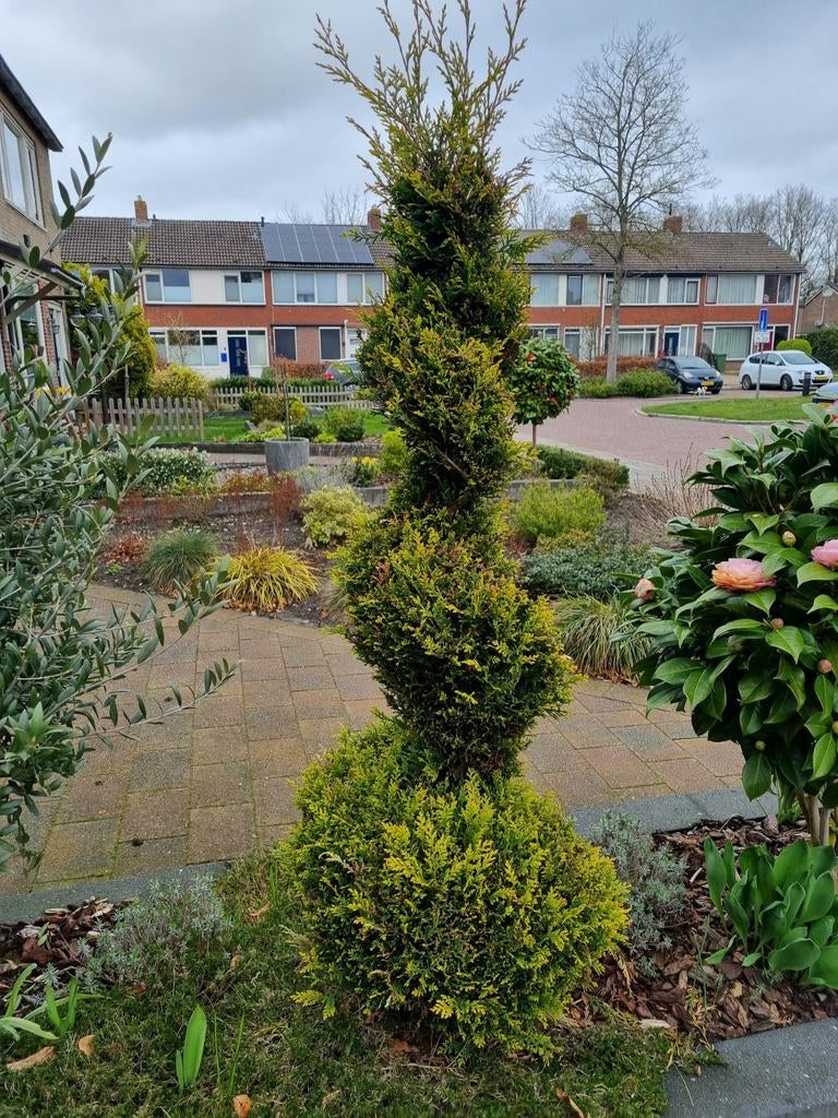 Spiraal conifeer, Tuin en Terras, Planten | Bomen, Bloeit niet, Halfschaduw, 100 tot 250 cm, Overige soorten