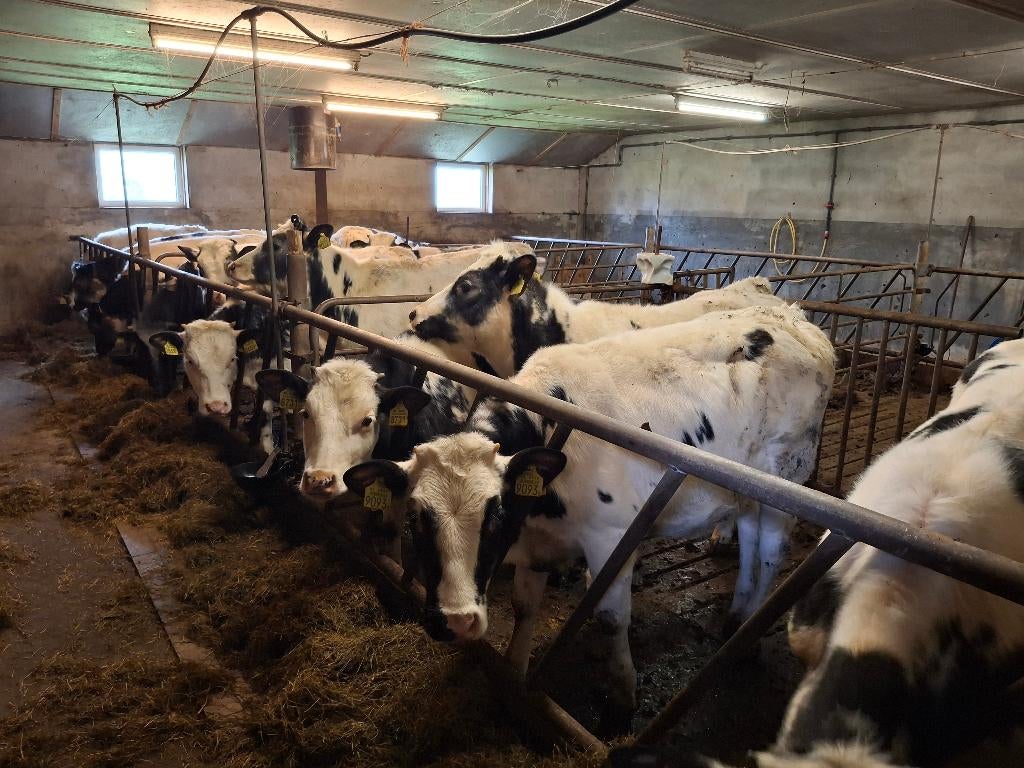 pinken, runderen, nieuwe koppel te koop!, Dieren en Toebehoren, Vrouwelijk, 0 tot 2 jaar