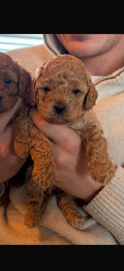 Toypoedel x dwergpoedel, Poedel, 8 tot 15 weken, Teef, Parvo