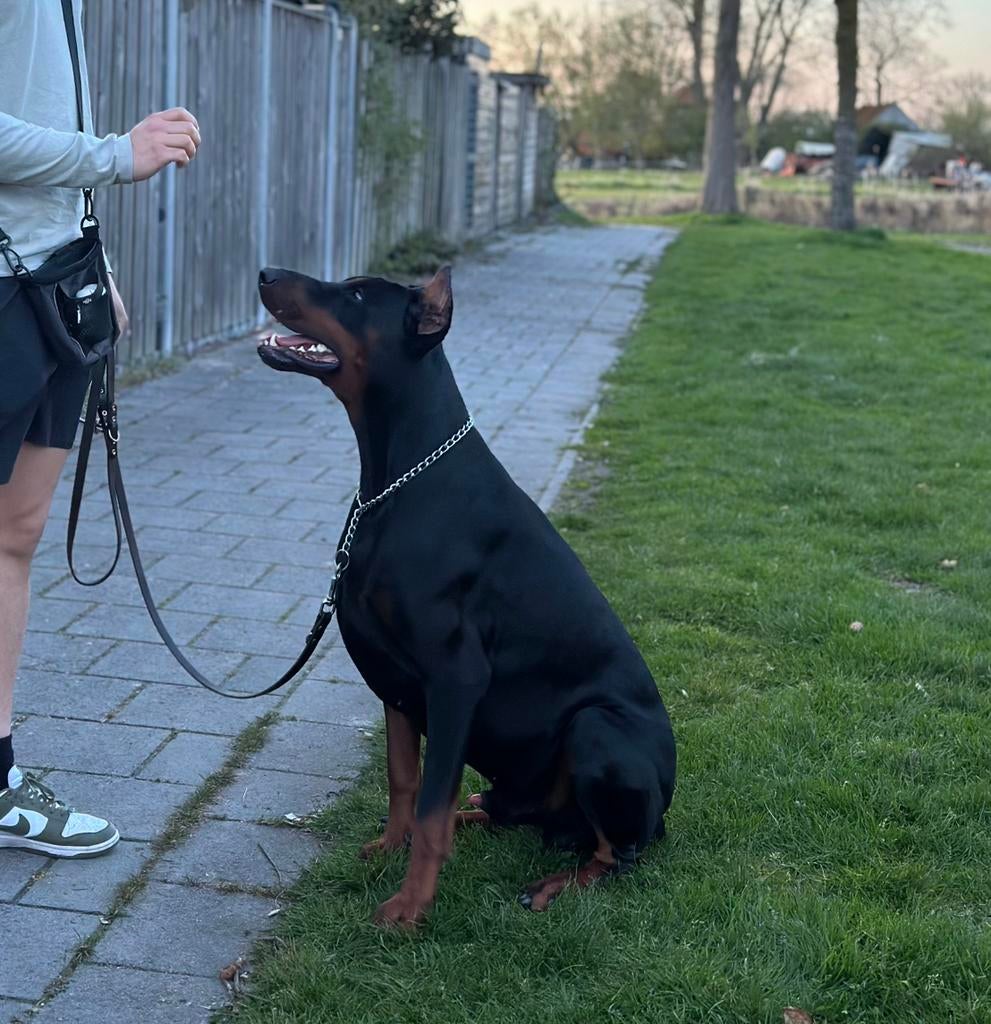 Dobermann Dekreu, Particulier, Reu, 1 tot 2 jaar, Buitenland