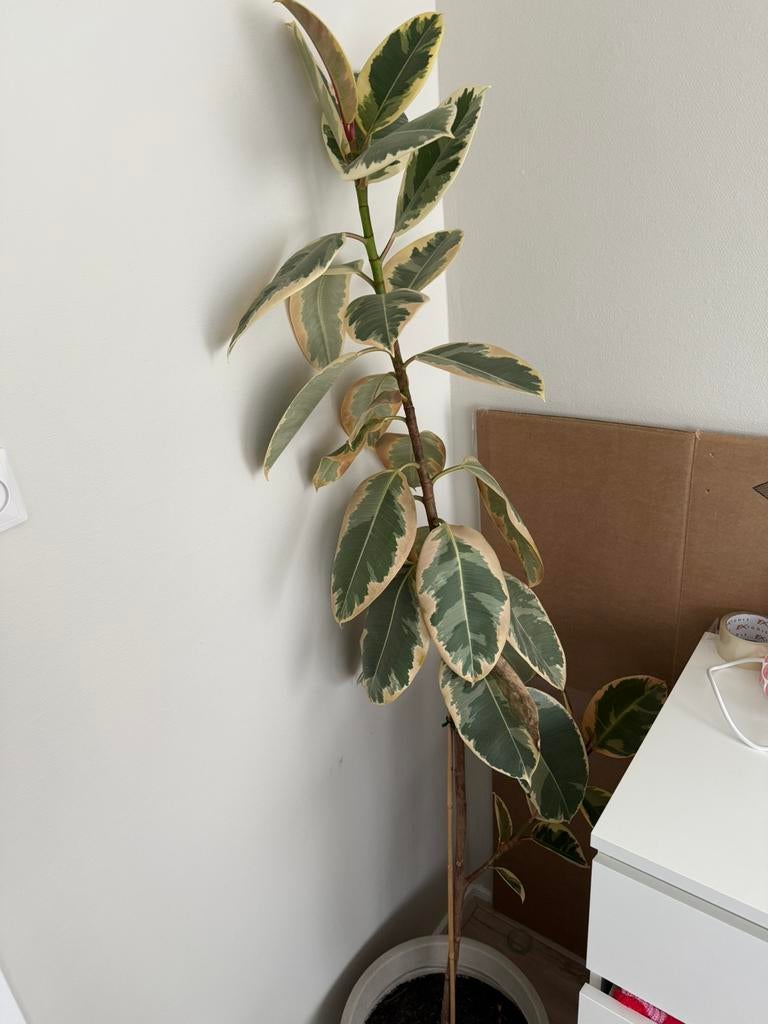 Rubberplant fiscus elastica, Ophalen, Halfschaduw, Minder dan 100 cm