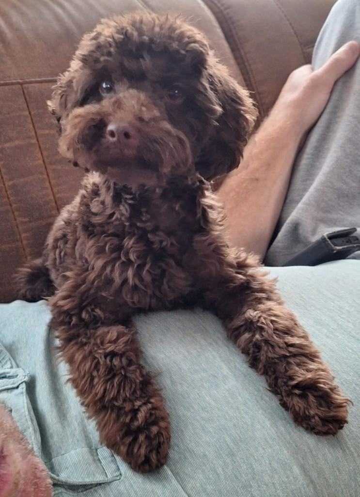 klein chocobruin dwergpoedel reutje FCI, Poedel, Particulier, Reu, 1 tot 2 jaar