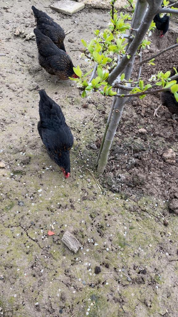 Legkippen, Dieren en Toebehoren, Pluimvee, Vrouwelijk, Kip