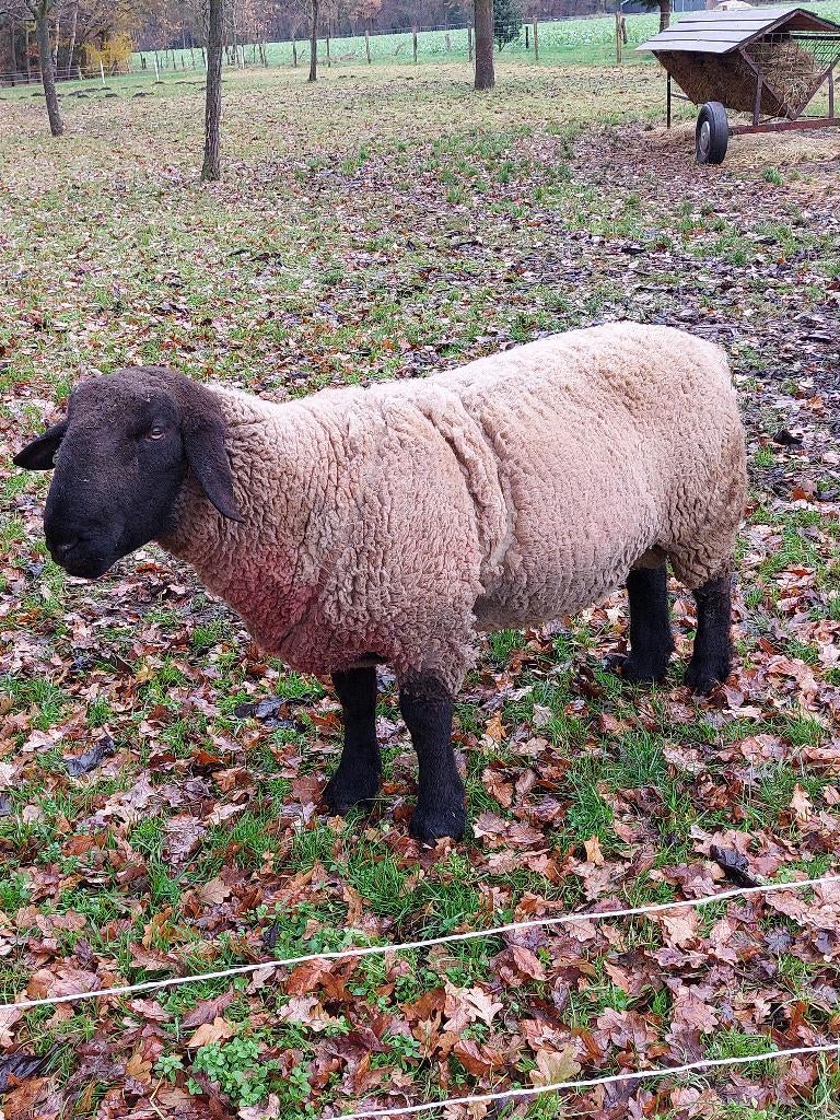 Suffolk dekram, Dieren en Toebehoren, Mannelijk, Schaap, 3 tot 5 jaar
