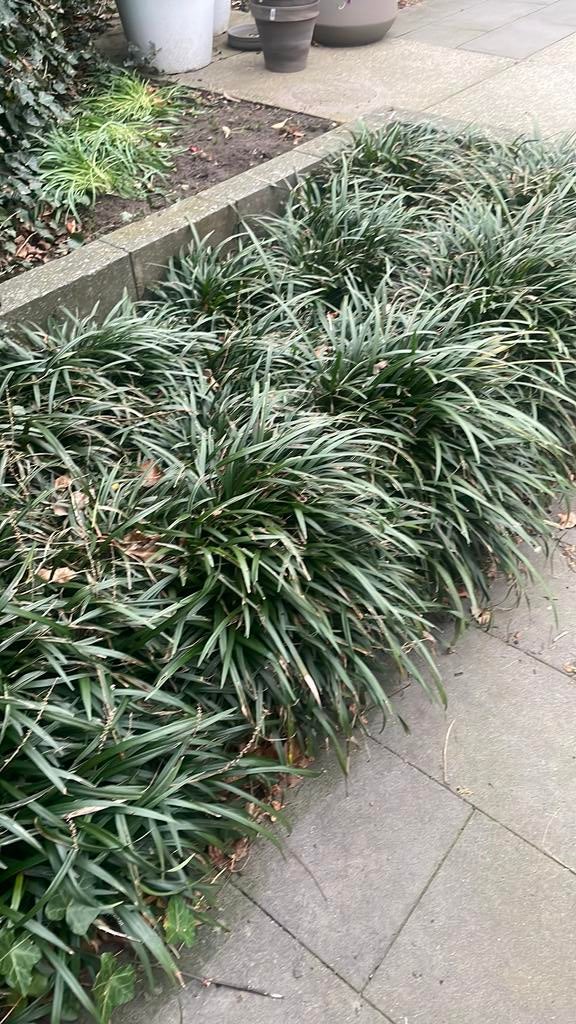 Gratis Muscarie gras /leliegras ongeveer 15 stuks, Ophalen, Siergrassen, Volle zon