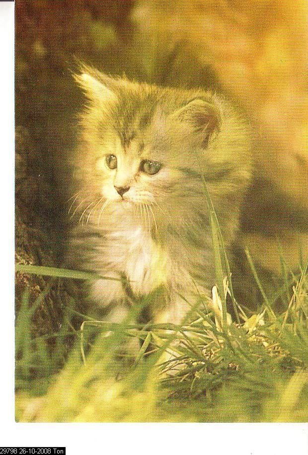 Ansichtkaart	Poes, Verzenden, 1960 tot 1980, Gelopen, Hond of Kat
