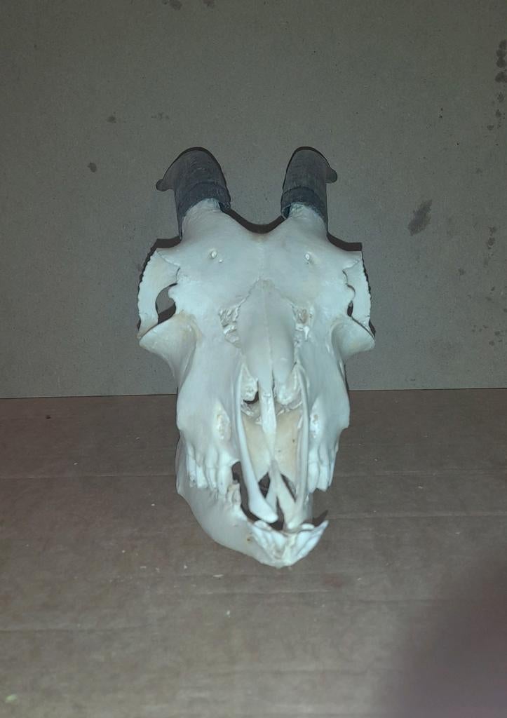 Schedel geit   geiten schedel, Ophalen of Verzenden, Boerderijdier, Schedel