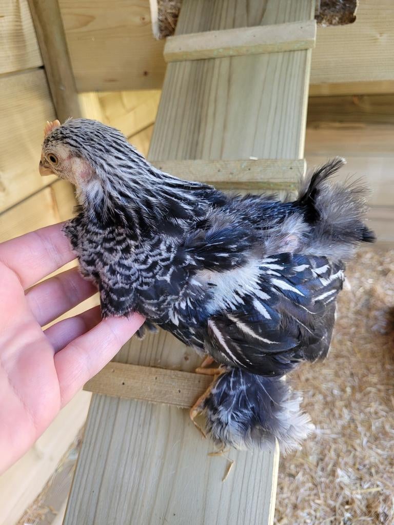 Cochin kriel haan, Mannelijk, Kip