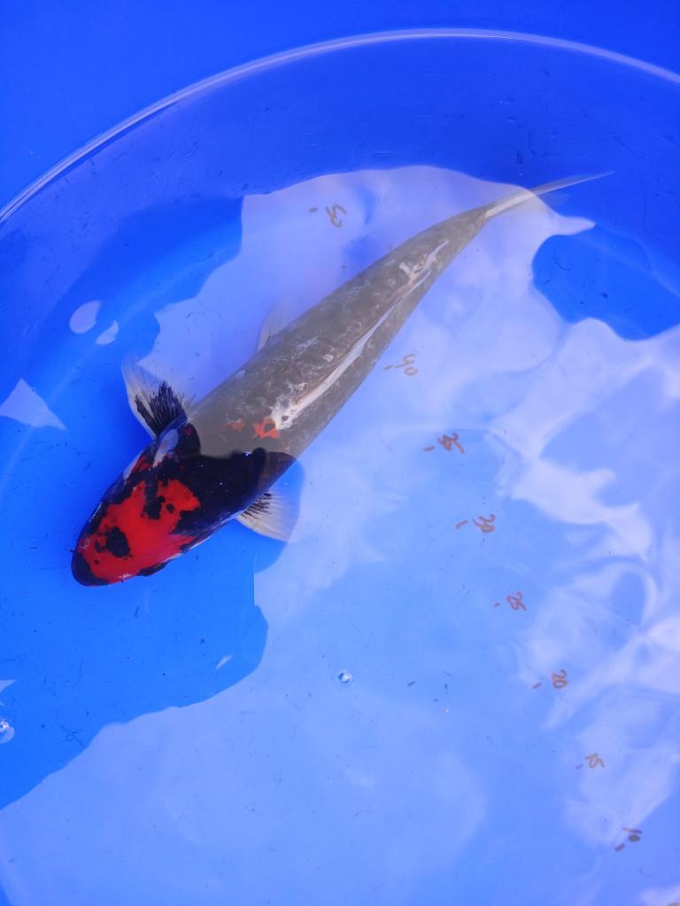 Japanse koi Beni Kikokuryu kweker Tsuna 30 cm, Karper of Koi