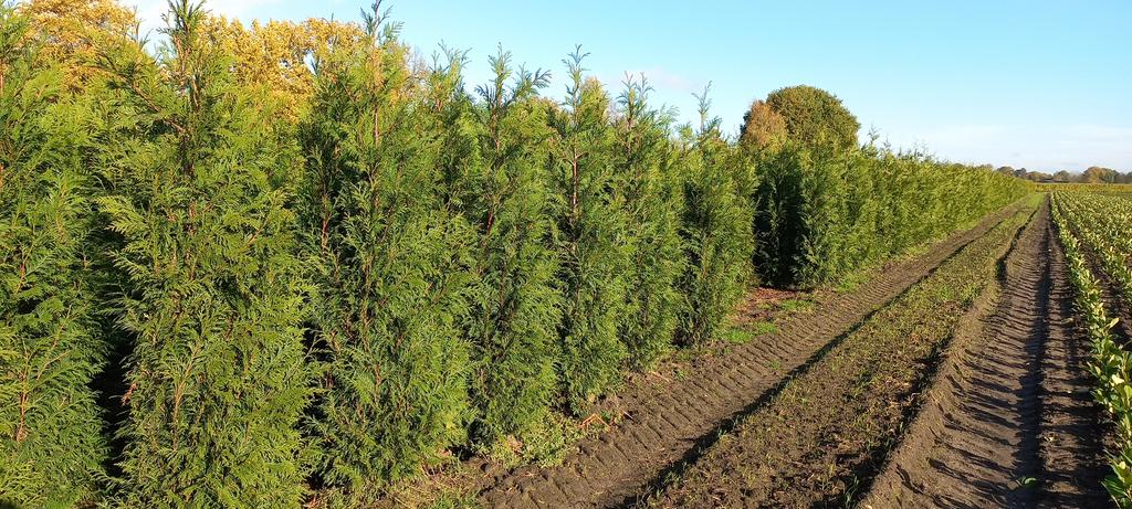 Mooie haagconiferen thuja plicata Martin 80 tot 250 cm, Eén persoon