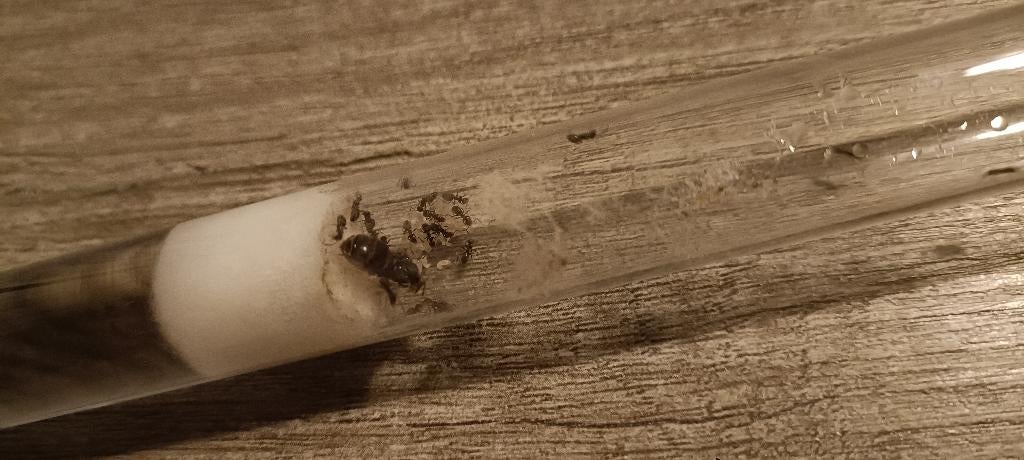 Lasius Niger koningin met 10+ werksters en broed., Mieren