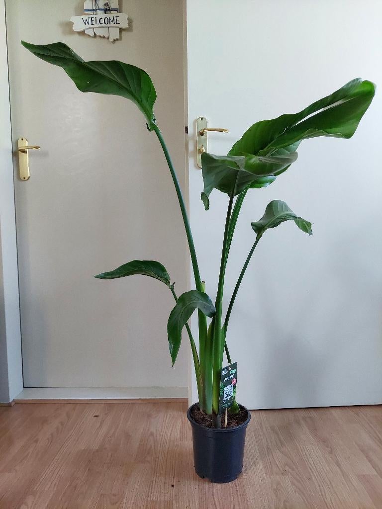 Strelitzia Nicolai - Paradijsvogelplant H: 115 cm., Ophalen, 100 tot 150 cm, Overige soorten, Halfschaduw