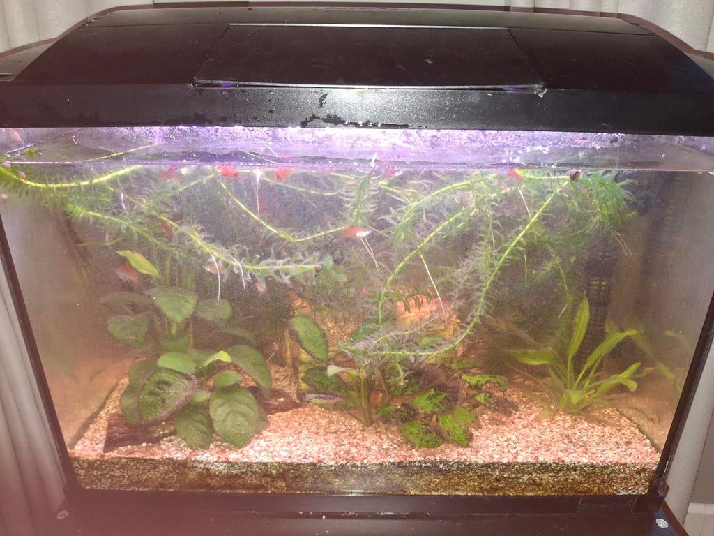 Veel zwaarddragers GRATIS, Dieren en Toebehoren, Vissen | Aquariumvissen, Vis, Zoetwatervis, Schoolvis