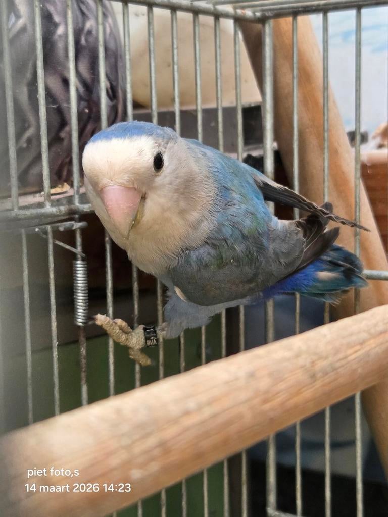 GEZOCHT blauwe collie dwergpapegaai man, Mannelijk, Papegaai, Geringd