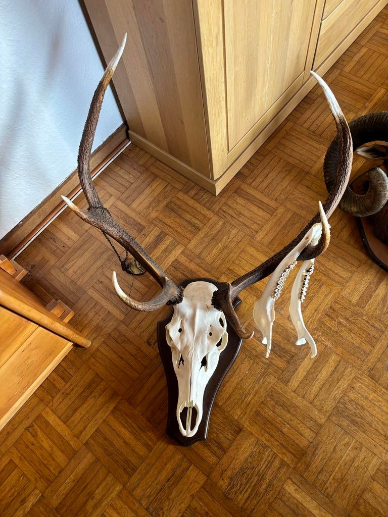 Prachtig Gewei met Kaak - Uniek Decoratiestuk, Ophalen of Verzenden, Gebruikt, Hert, Gewei of Kop