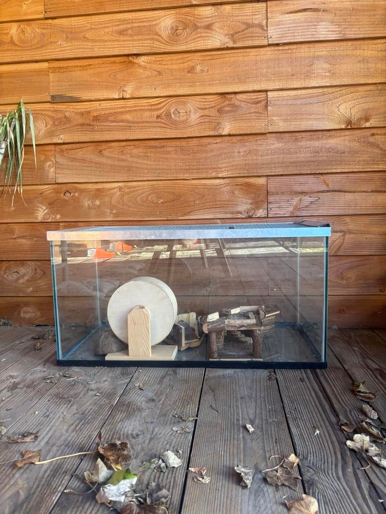 Glazen hamster hok met hamster spullen, Minder dan 60 cm, Gebruikt, Ophalen of Verzenden, Muis