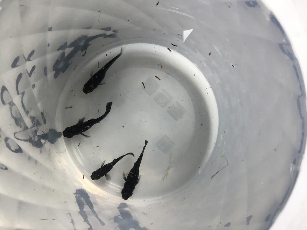 4 Black Mollies, gratis., Karper of Koi