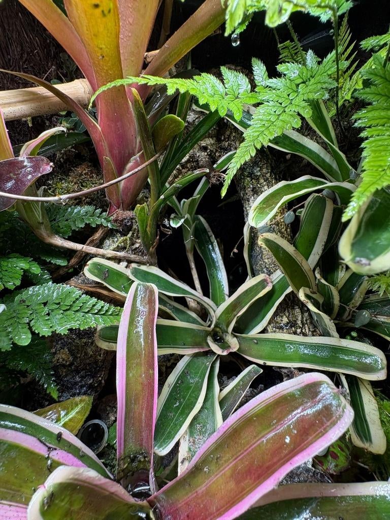 Bromelia’s voor Terrarium, Nieuw, Ophalen of Verzenden, Nvt, Nvt