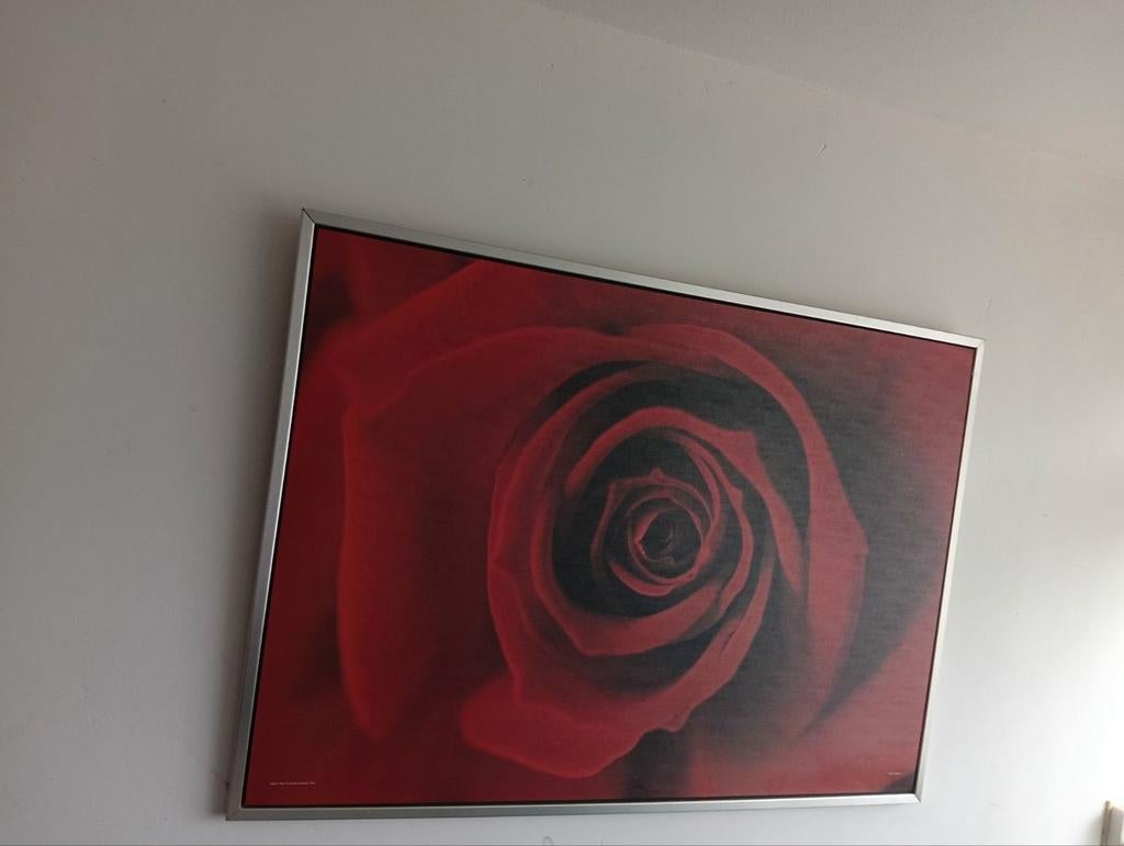 Schilderij rode roos in lijst bijna gratis €10, Ophalen of Verzenden