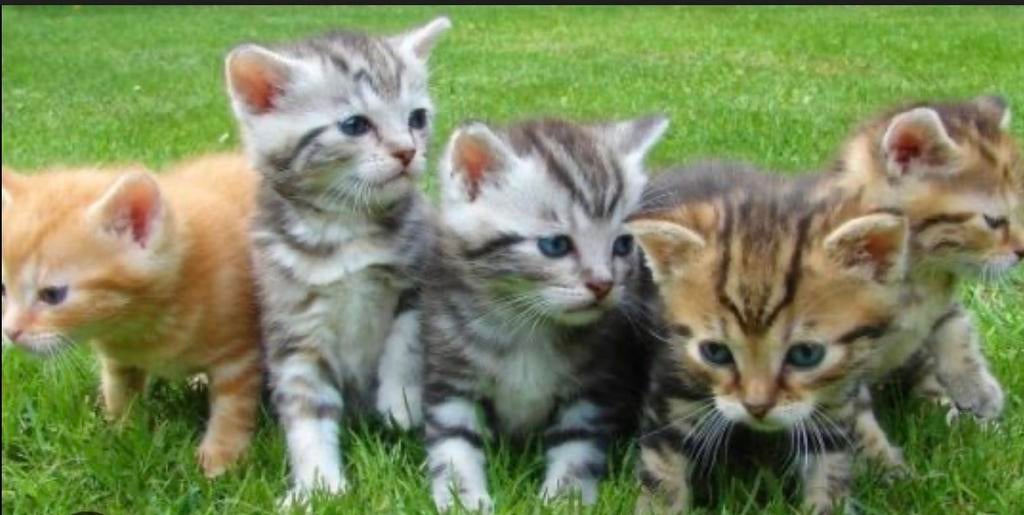 Gezocht kitten, Ophalen of Verzenden