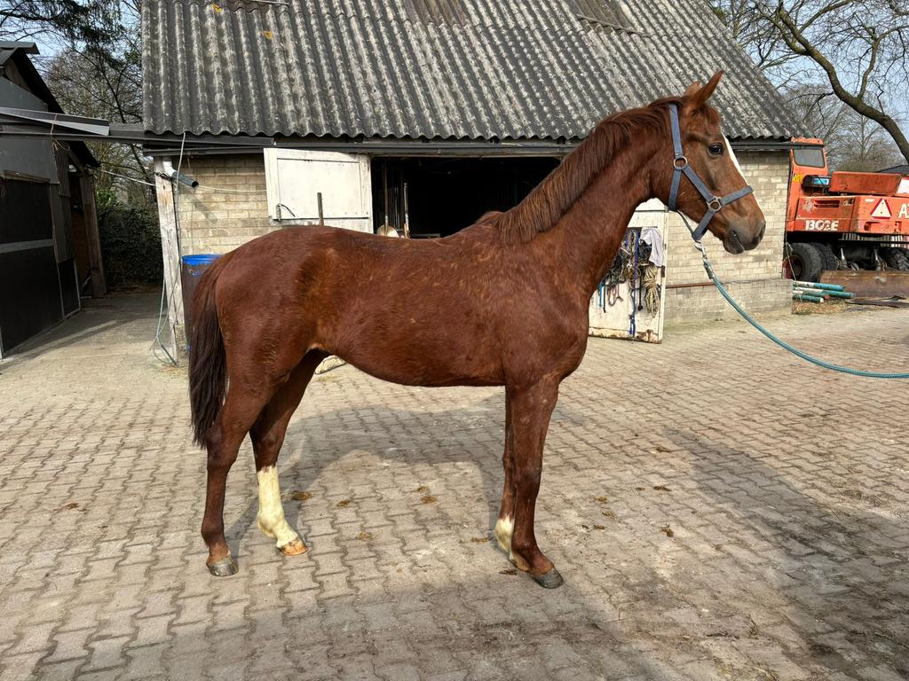 2 jr hengst Lantanas x Chippendale, Dieren en Toebehoren, Paarden, Dressuurpaard, 0 tot 2 jaar, Hengst, 160 tot 165 cm
