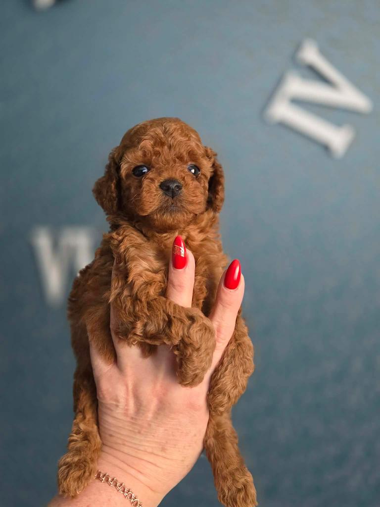 Mini Toy Poodle (Red) – Chinese lijn – 2,5 kg – Gabriel, Poedel, Reu, 8 tot 15 weken, Buitenland