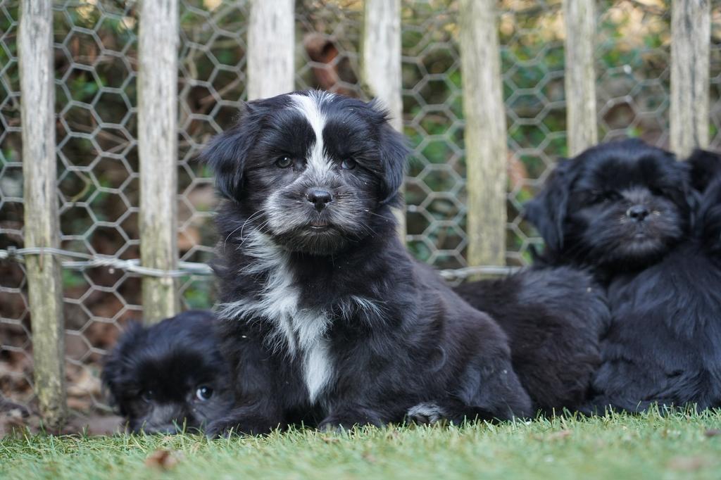 Boomer pups | Shih Tzu x Maltezer, Parvo, Nederland, 8 tot 15 weken, Meerdere