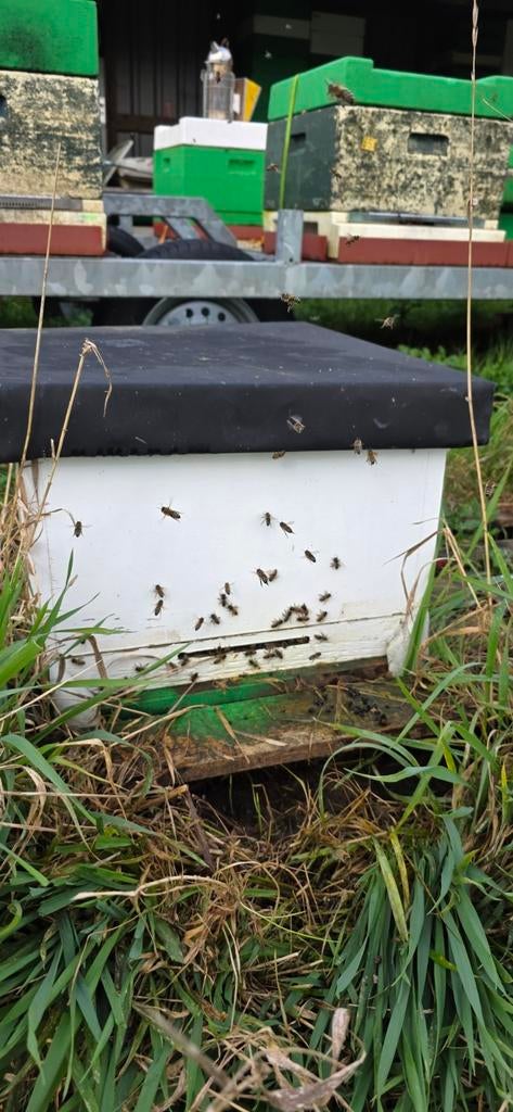 Bijenvolk inclusief kast, Bijen