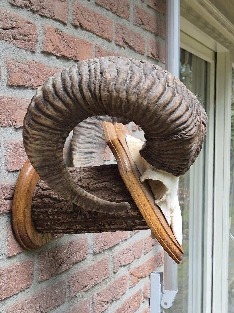 Grote Moeflon Schedel Met Hoorns Jacht Mancave g58, Verzamelen, Dierenverzamelingen, Gebruikt, Schedel, Wild dier, Ophalen of Verzenden