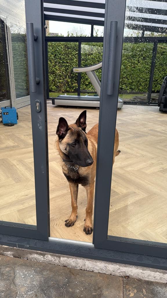 Mechelse herder pup 9 maanden, Dieren en Toebehoren, Honden | Herdershonden en Veedrijvers, Reu, Herder, Particulier, Eén hond