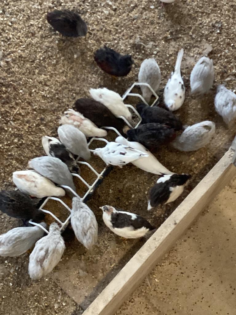 Versch soorten kwartels, Meerdere dieren