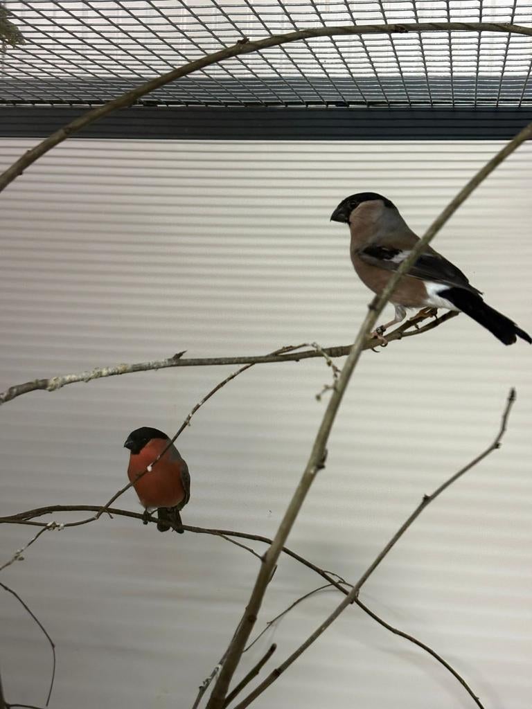 europese goudvink los te koop pop 200 man 150  2025, Mannelijk, Wildzangvogel