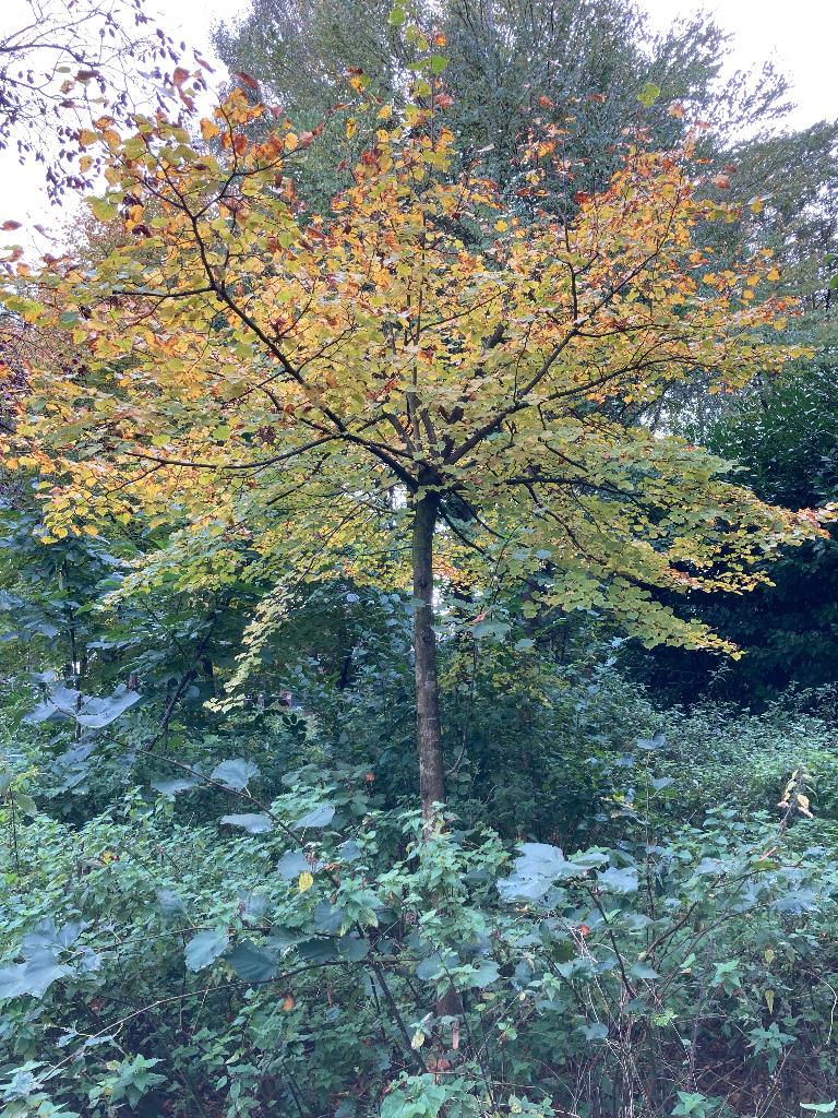 Tilia cordata Winter Orange, Tuin en Terras, Ophalen, Volle zon, Overige soorten, 400 cm of meer