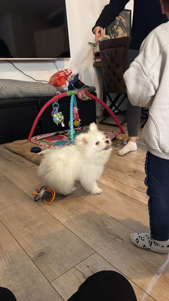 Dekreu boomerxpomeriaan, Dieren en Toebehoren, Honden | Niet-rashonden, Klein, Reu, Particulier, Eén hond, Nederland, 1 tot 2 jaar