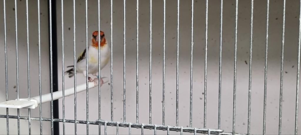 Majoor putter eumo split satinet man, Dieren en Toebehoren, Mannelijk, Wildzangvogel, Geringd