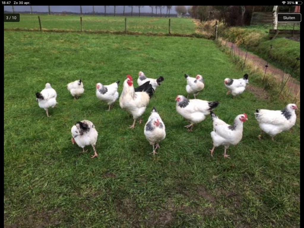 Kippen,kuikens van 10 rassen o.a. Sussex,Amrock barnevelder, Dieren en Toebehoren, Pluimvee, Vrouwelijk, Kip