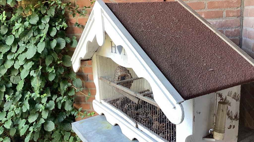 Vogelkooi / decoratie, Ophalen, Gebruikt