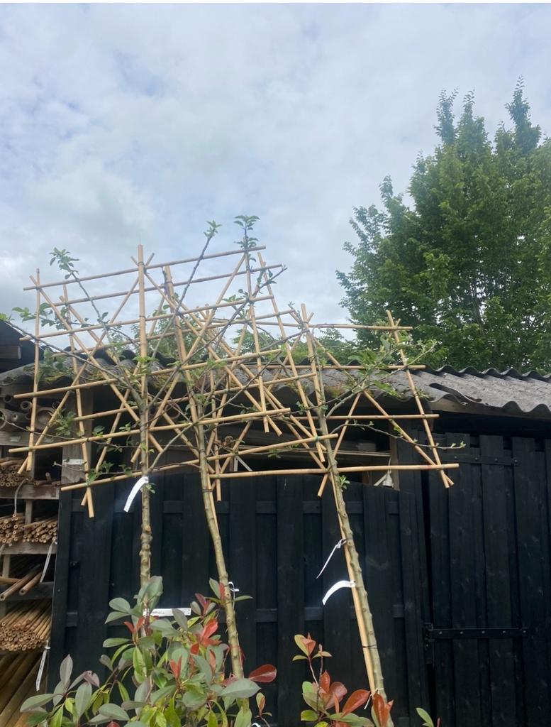 Lei fruitbomen voor fruit uit eigen tuin nu Planttijd.., Tuin en Terras, Planten | Bomen, Ophalen of Verzenden, Lente, Volle zon
