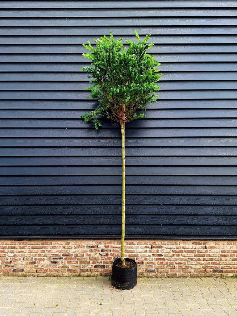 Robinia pseudoacacia 'Umbraculifera' (bol Acacia)🌳, Ophalen, Volle zon, Overige soorten