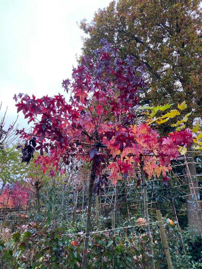 Leilaurier,Leilinde,Leiamberboom,Dakplataan,Catalpa,Zuilboom, Ophalen, In pot, Volle zon