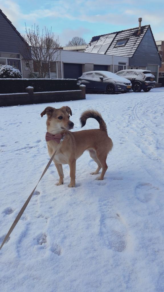 Hond, kortharig, Particulier, Buitenland, Teef, Parvo