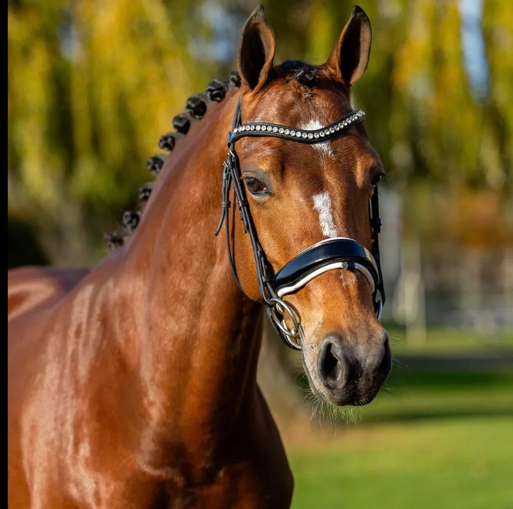 Super knappe werkwillig merrie te koop!, Dieren en Toebehoren, Pony's, Merrie, Met stamboom, Dressuurpony, L