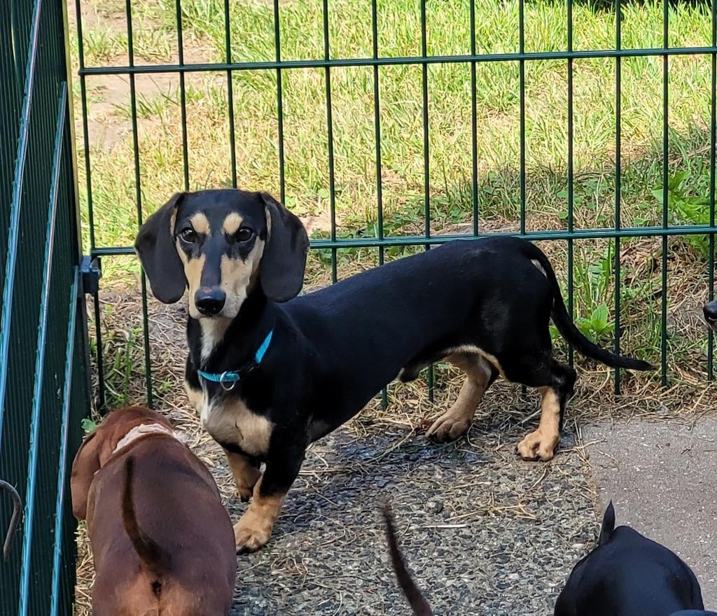 Black and Cream korthaar dwerg teckel dekreu., Dieren en Toebehoren, Fokker | Hobbymatig, Reu, 1 tot 2 jaar, Buitenland