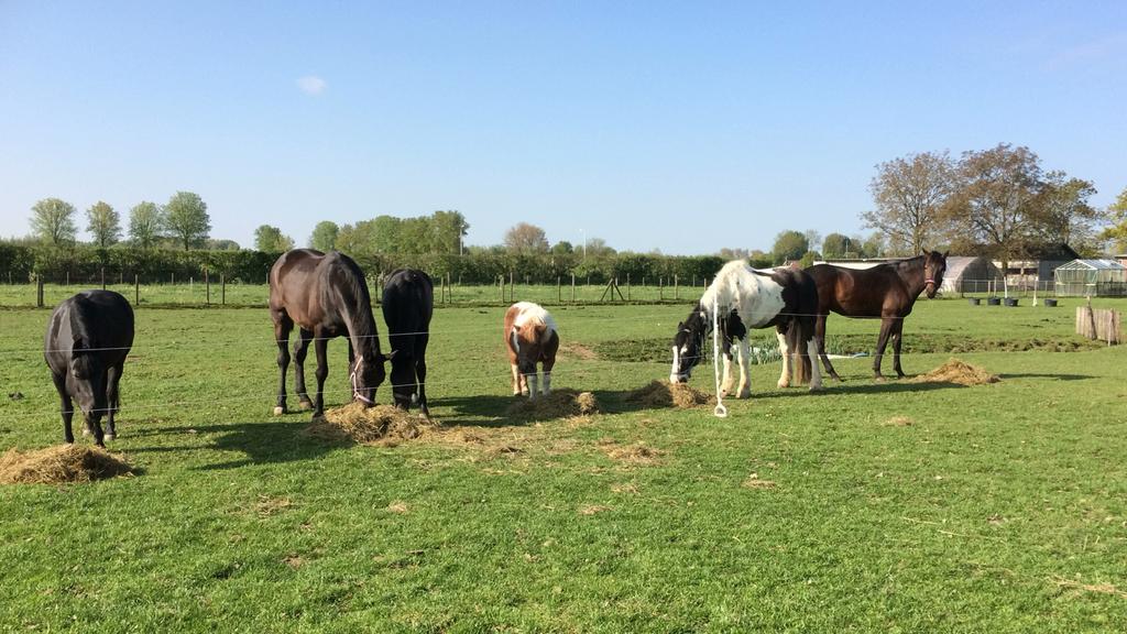 Pensionstalling aangeboden