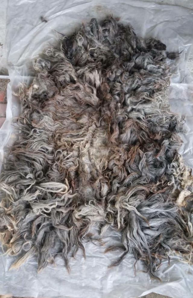 Super kwaliteit schapenwol mooie heideschaap vachten viltwol, Ophalen of Verzenden, Nieuw, Materiaal