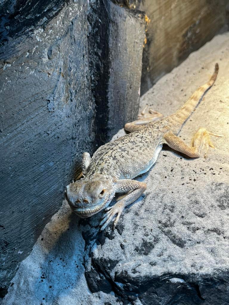 Phrynocephalus Mystaceus 1.0, Hagedis, Met terrarium, 3 tot 6 jaar